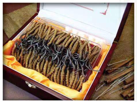 蓬江冬虫夏草回收